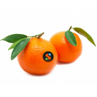 Okitsu Mandarin...